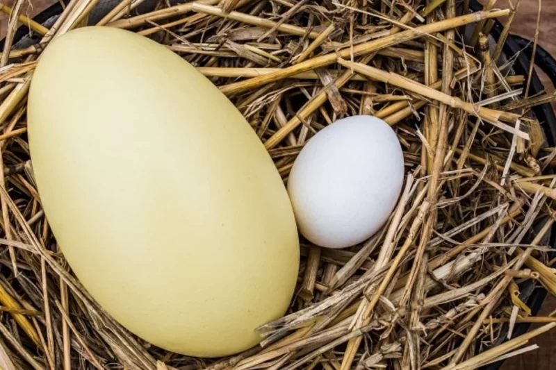 Pštrosí vršek Wieder